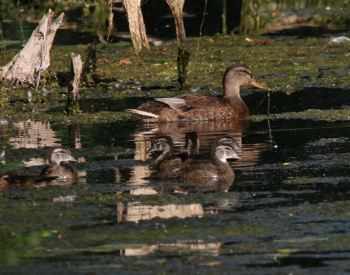Mallard - ML639685510