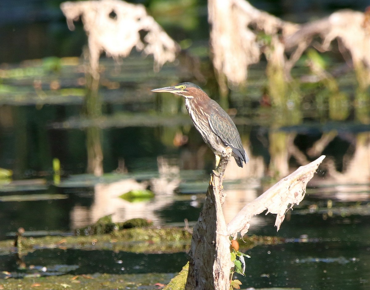 Green Heron - ML639685526