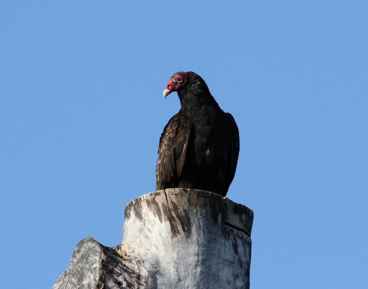 Turkey Vulture - ML639685530
