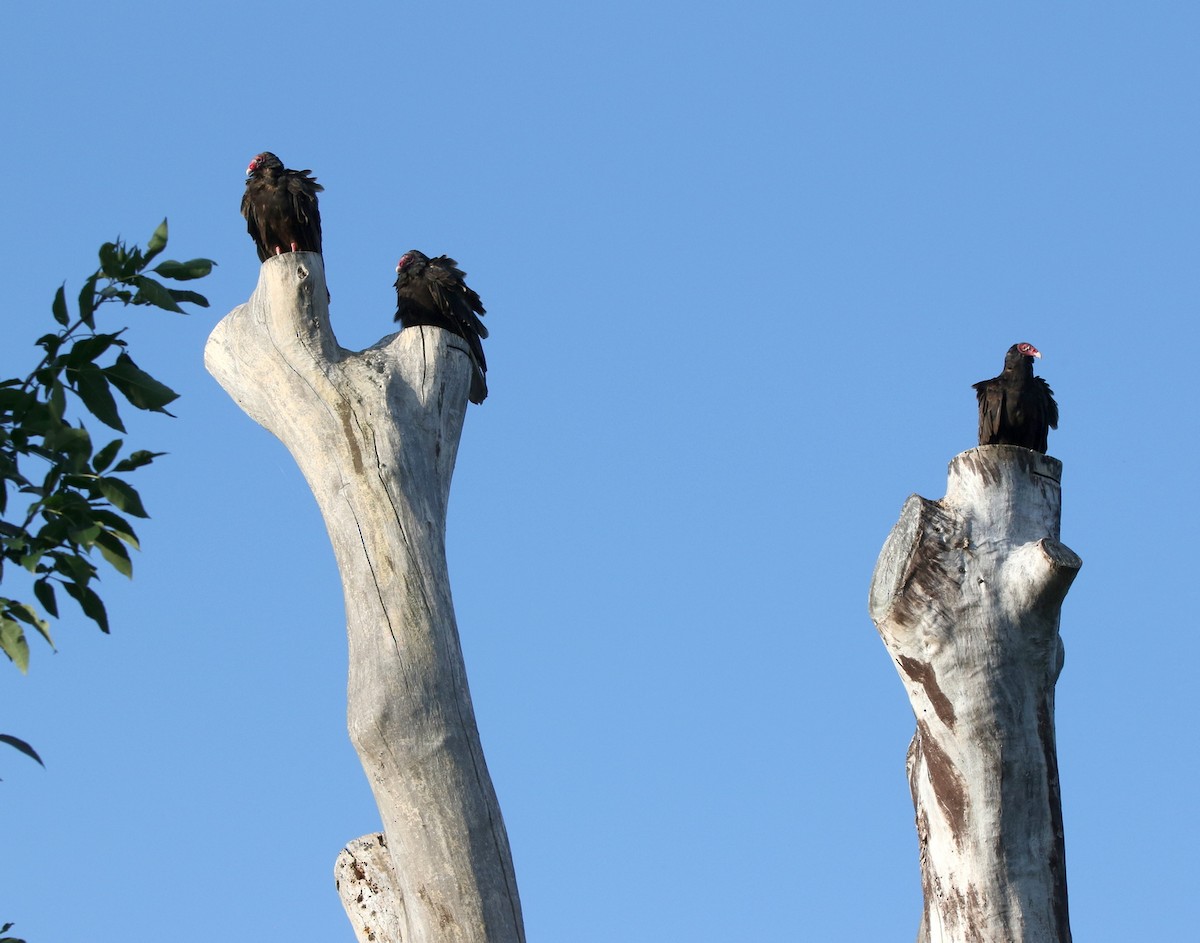 Turkey Vulture - ML639685531