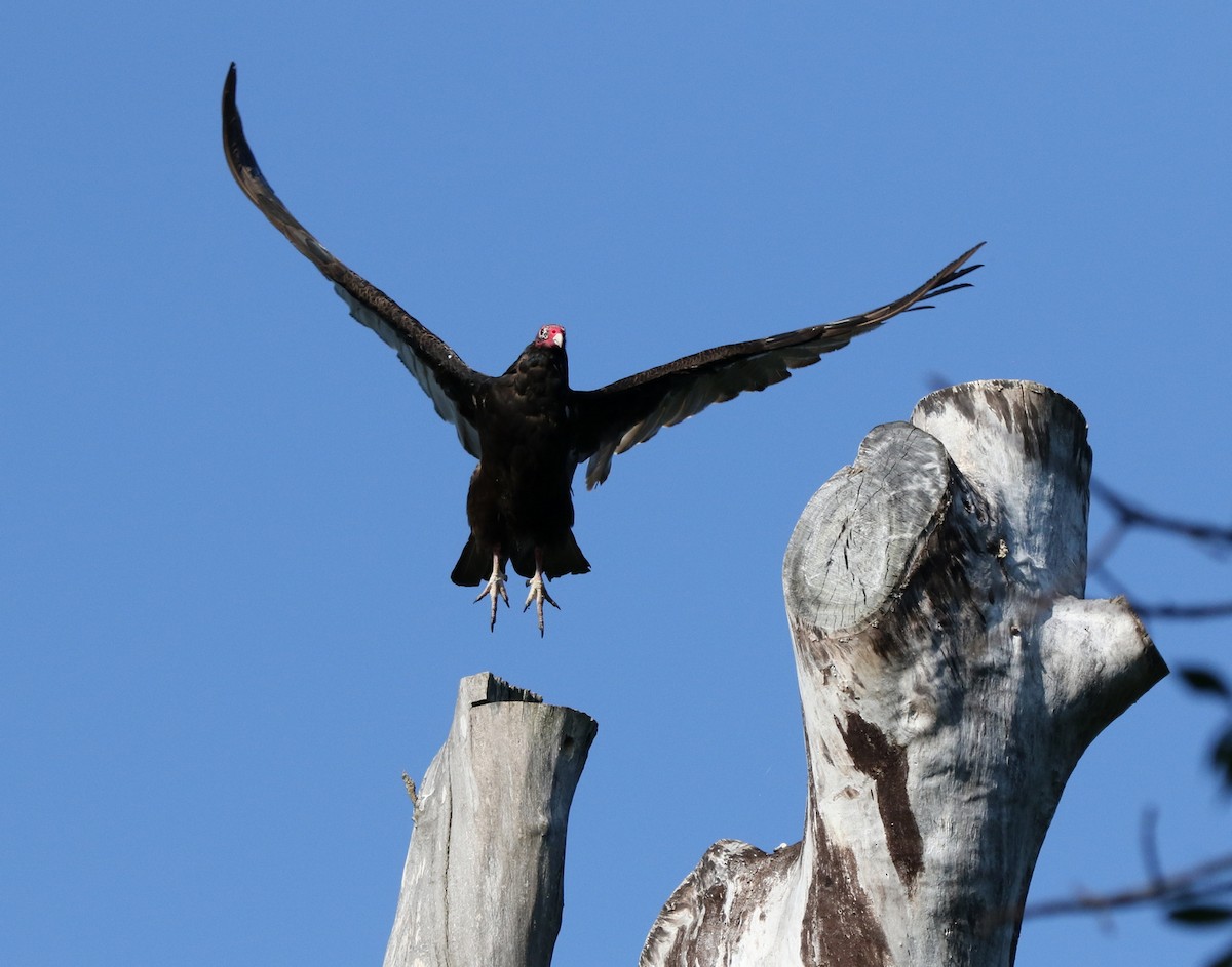 Turkey Vulture - ML639685532