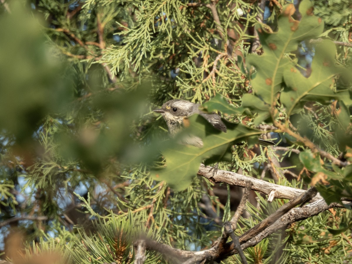 Black-throated Gray Warbler - ML639685542