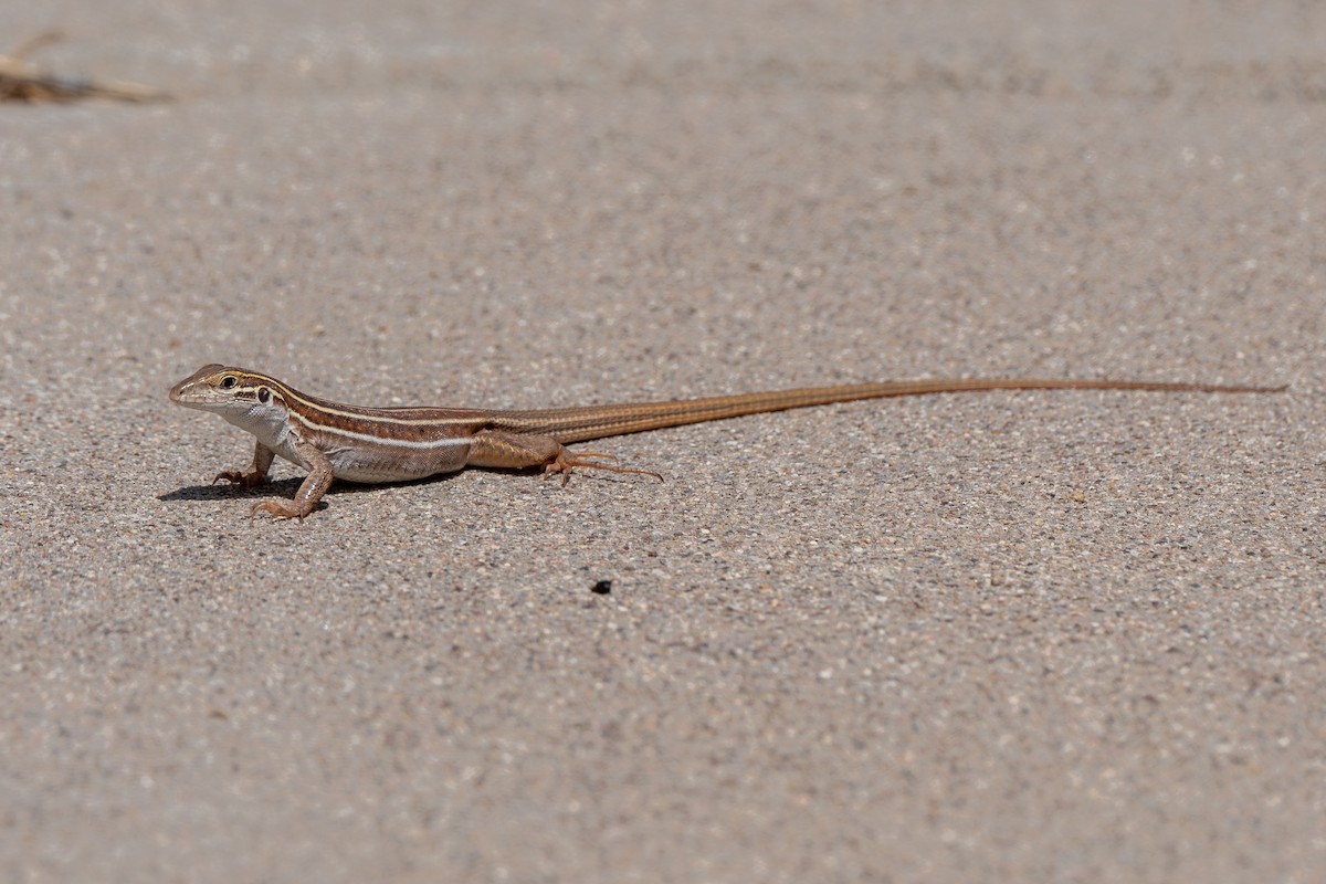 Sonoran Spotted Whiptail - ML639685564