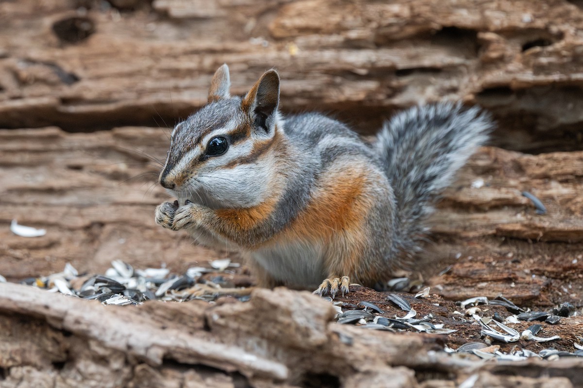 Cliff Chipmunk - ML639685678