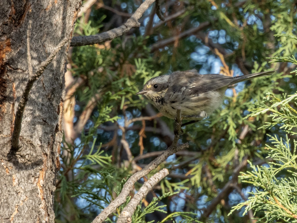 Black-throated Gray Warbler - ML639685686
