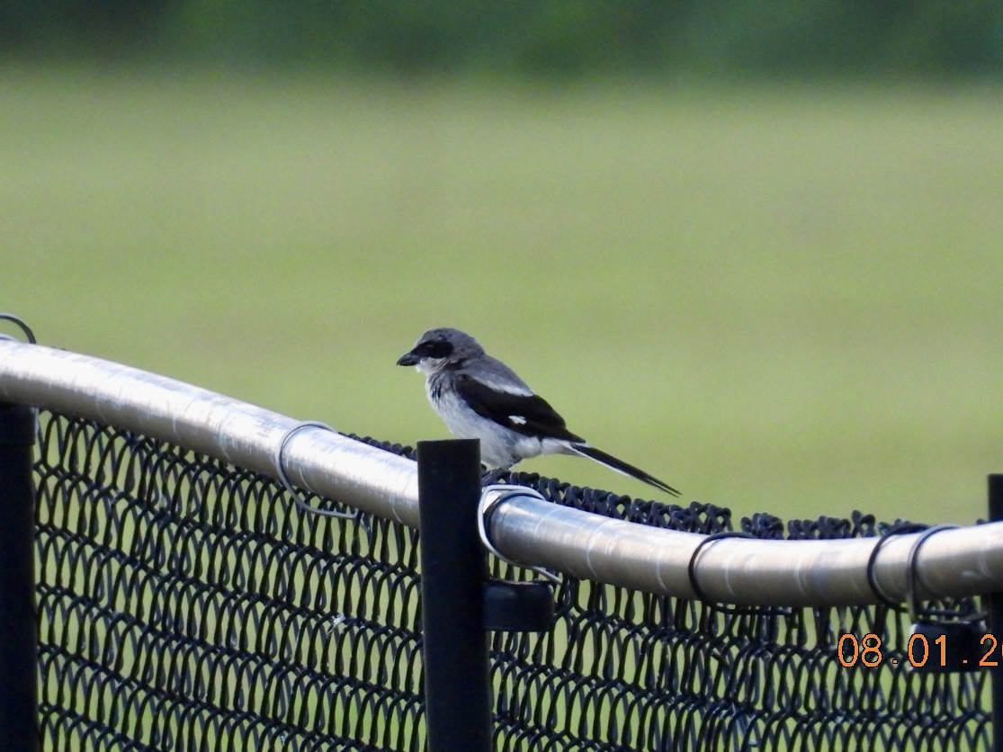 Pie-grièche migratrice - ML639685689