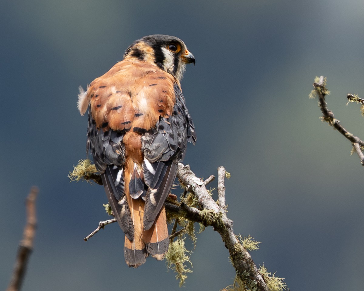 American Kestrel - ML639685701