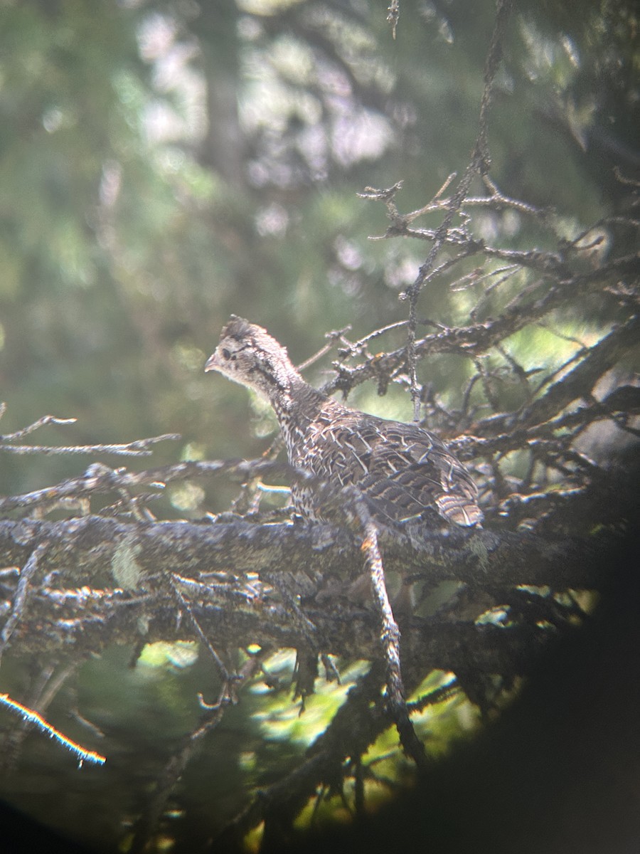 Dusky Grouse - ML639685707