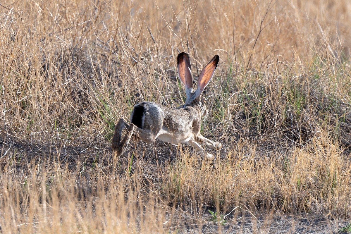 Black-tailed Jackrabbit - ML639685720