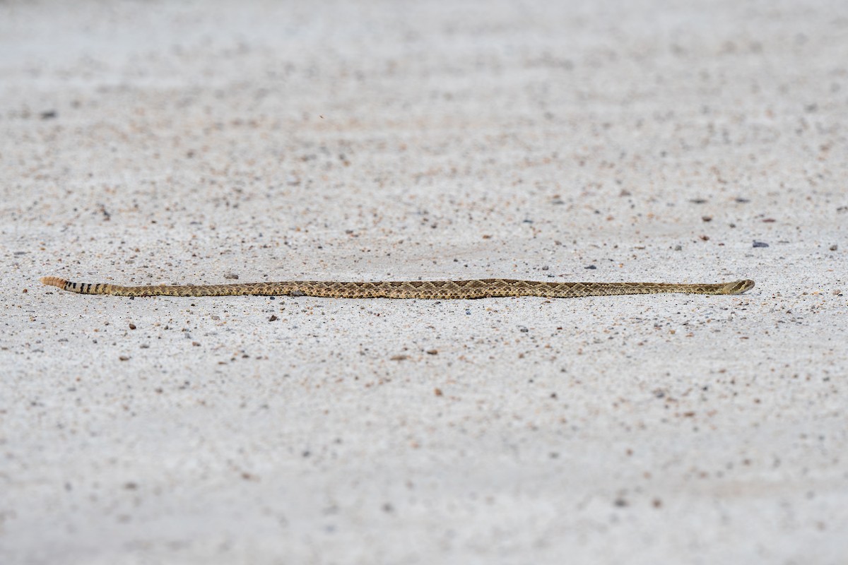 Mojave Rattlesnake - ML639685730