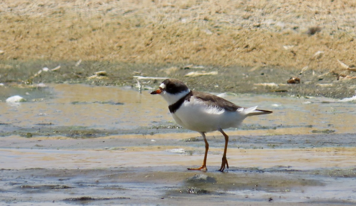 Semipalmated Plover - ML639685755