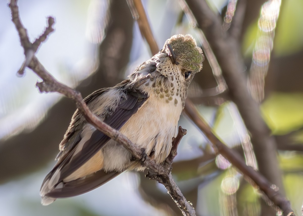 Calliope Hummingbird - ML639685760
