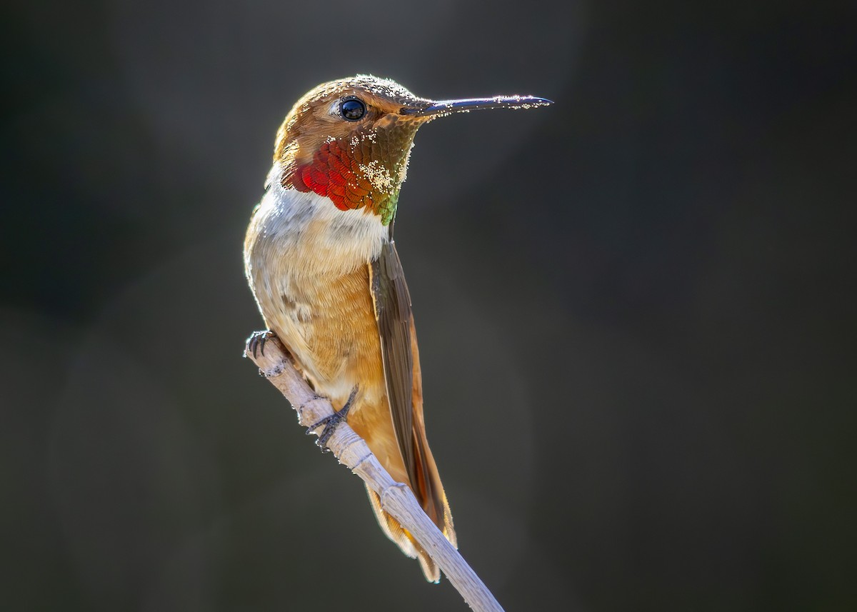 Rufous Hummingbird - ML639685766