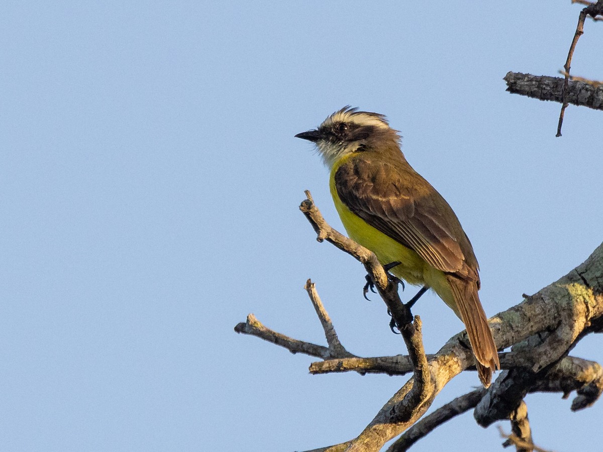 Social Flycatcher - ML639685769
