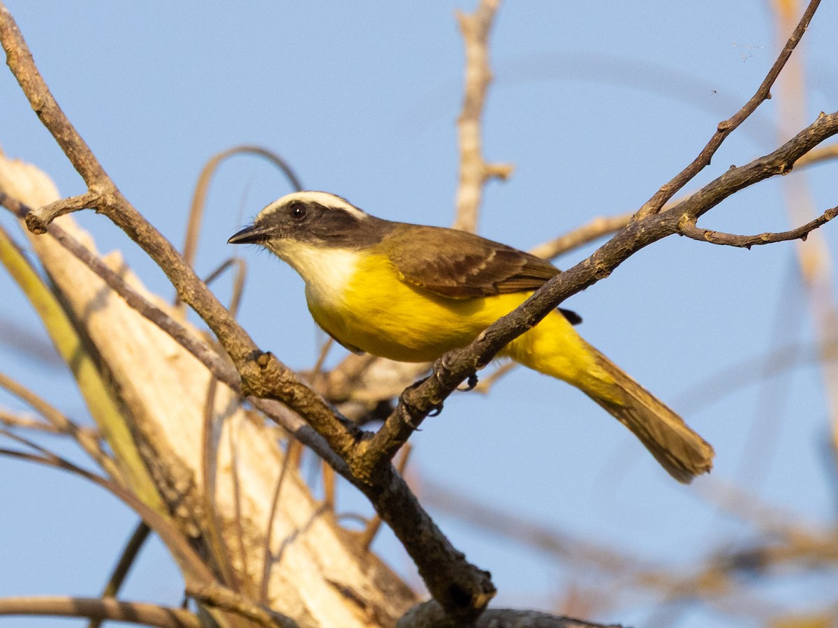 Social Flycatcher - ML639685770