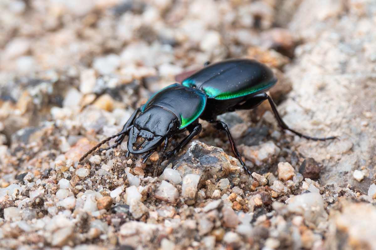 Green-bordered Ground Beetle - ML639685773