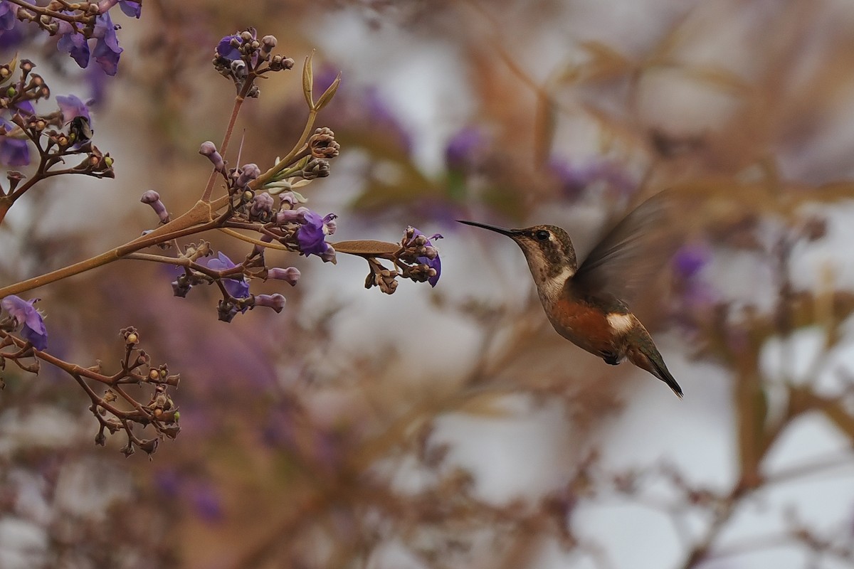 Dot-eared Coquette - ML639685790