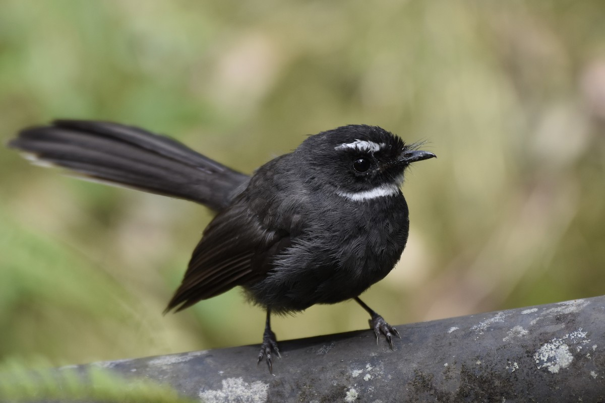 White-throated Fantail - ML639685807