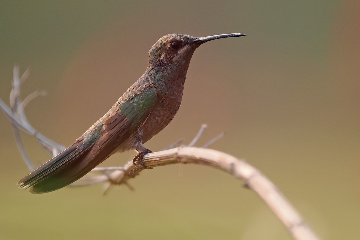 White-vented Violetear - ML639685827