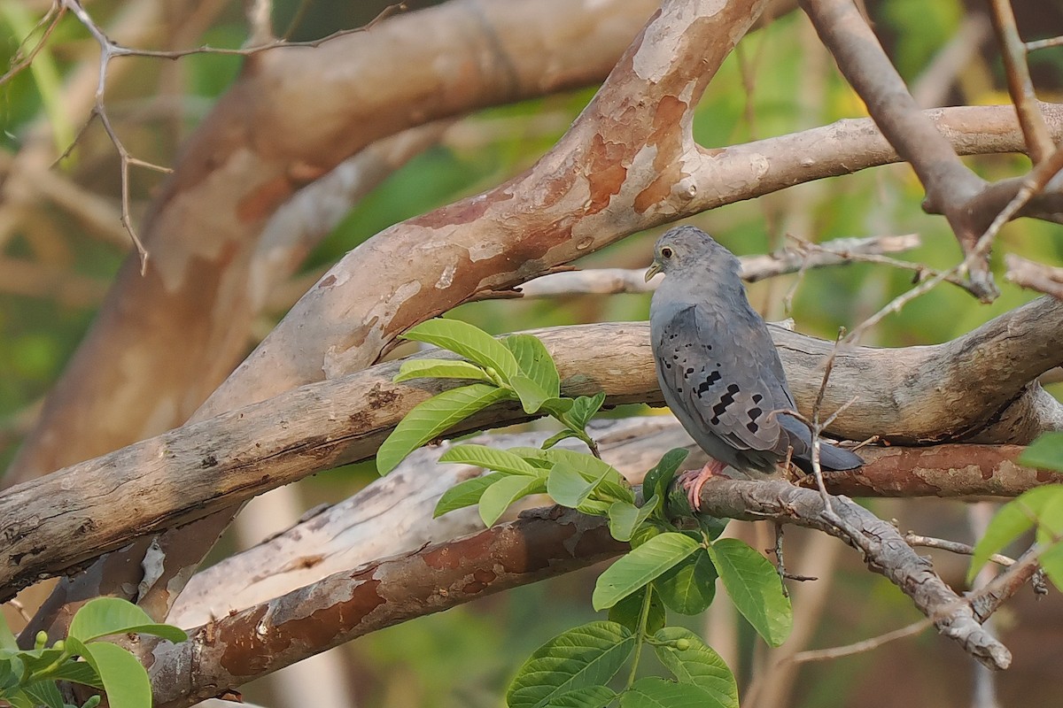 Blue Ground Dove - ML639685857