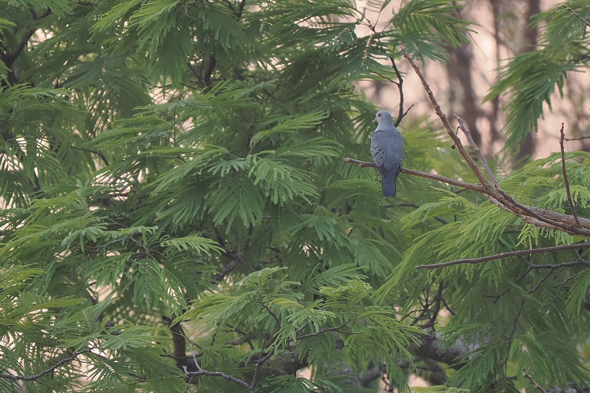 Blue Ground Dove - ML639685858
