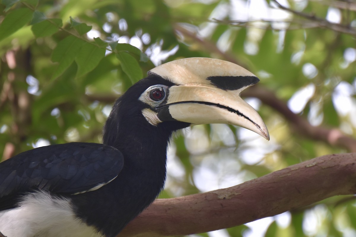 Oriental Pied-Hornbill - ML639685901