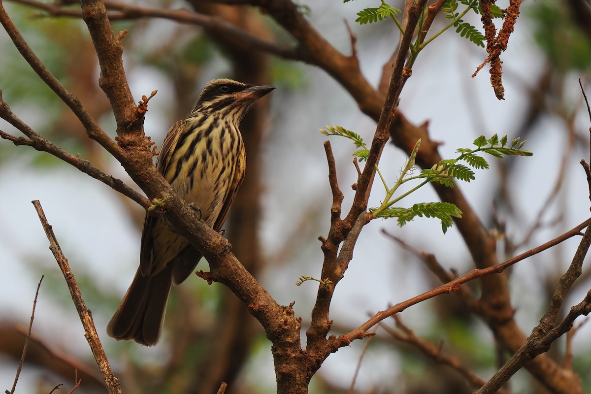 Streaked Flycatcher - ML639685905