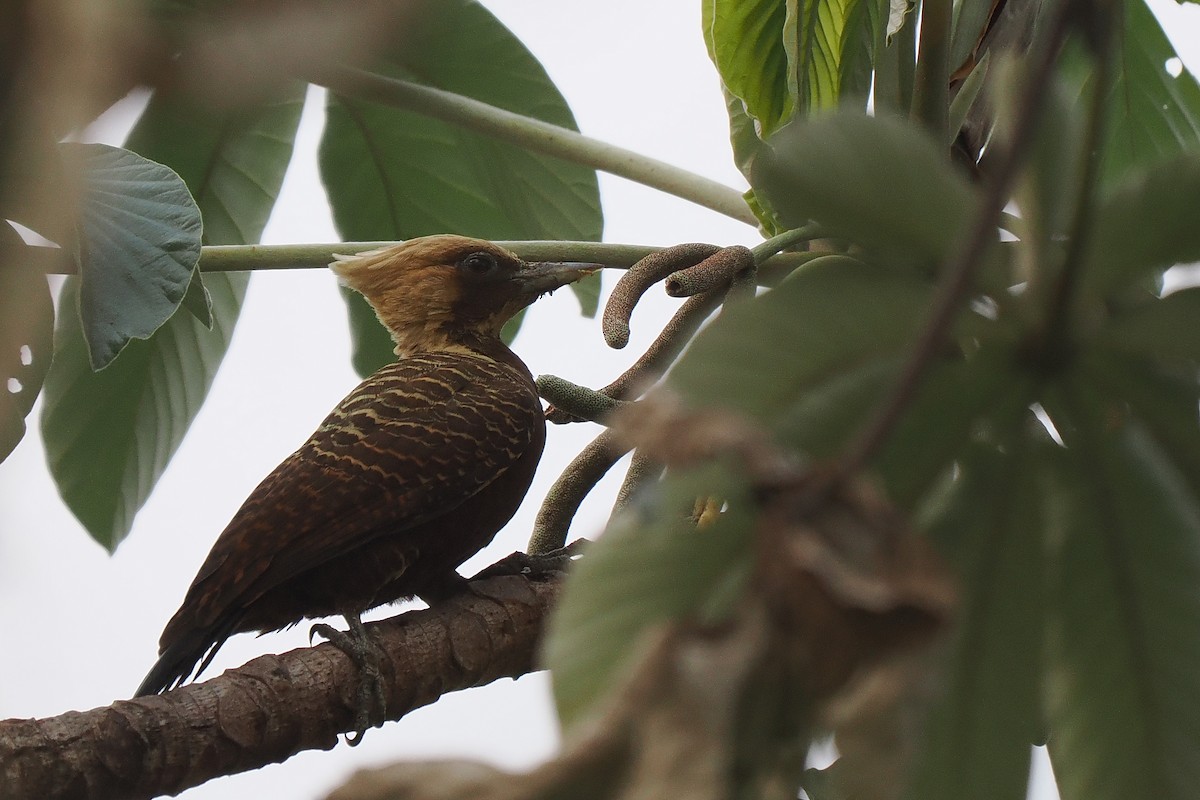 Pale-crested Woodpecker - ML639685914