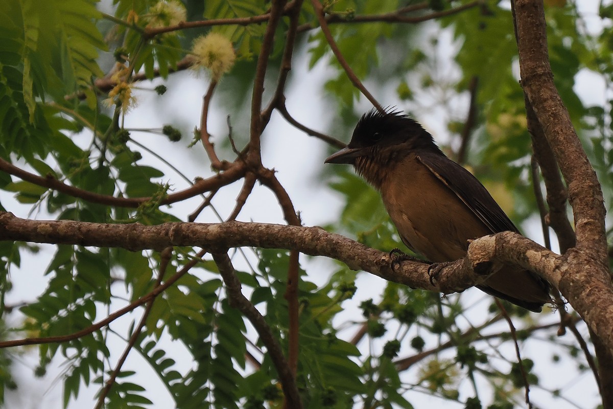 Crested Becard - ML639685930