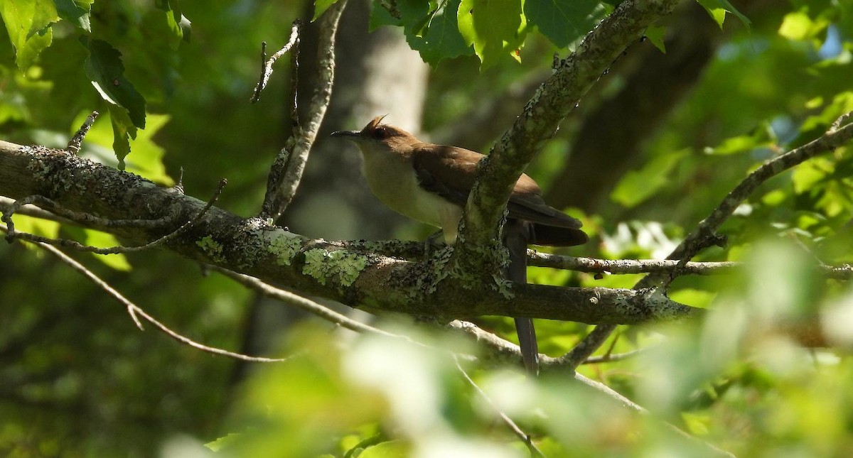 Black-billed Cuckoo - ML639685934