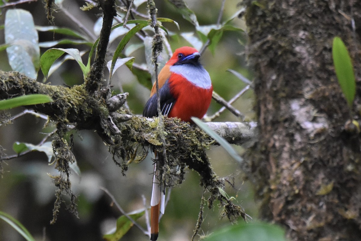 Whitehead's Trogon - ML639685936