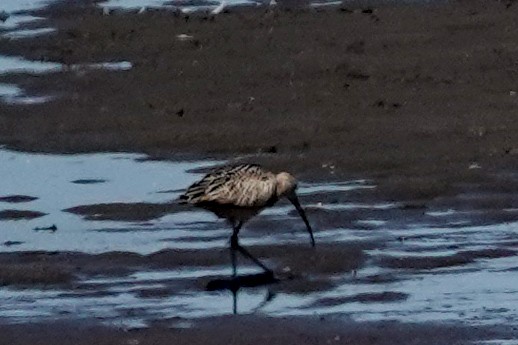 Long-billed Curlew - ML639685942