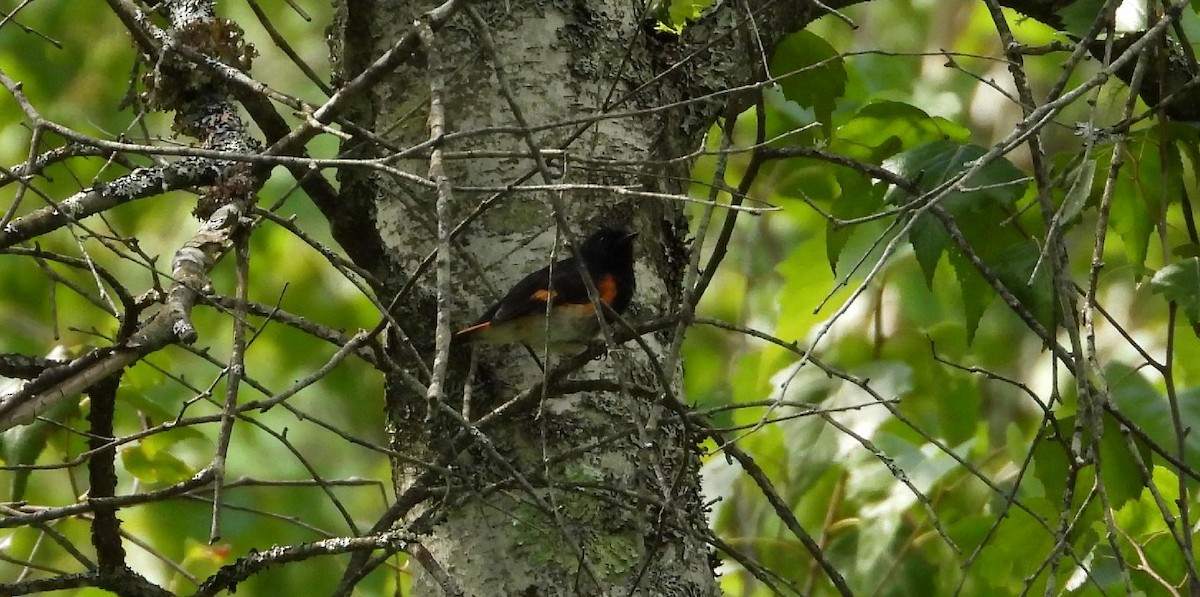 American Redstart - ML639685943