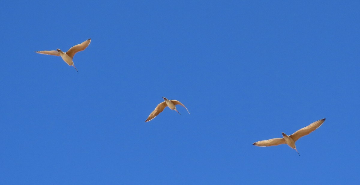 Long-billed Curlew - ML639685948