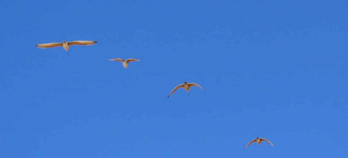 Long-billed Curlew - ML639685951