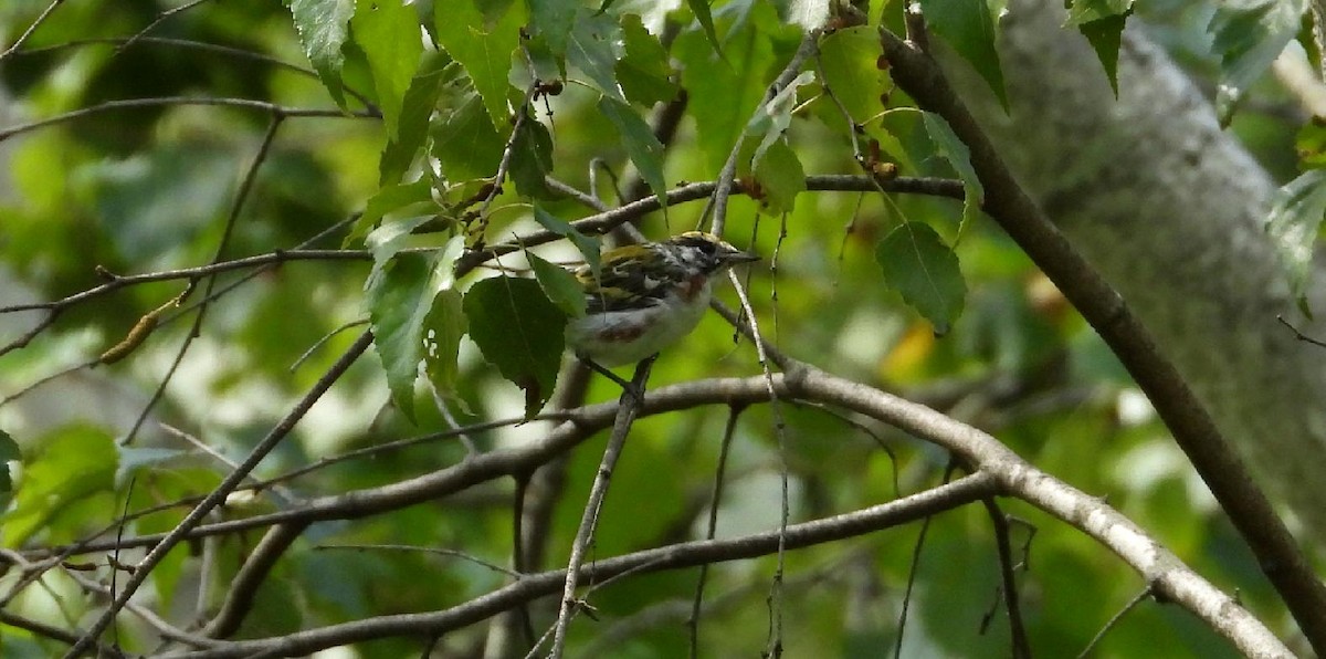 Chestnut-sided Warbler - ML639685978
