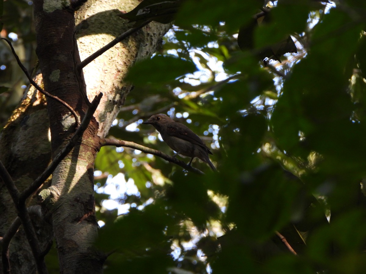 Cinereous Mourner - ML639685980