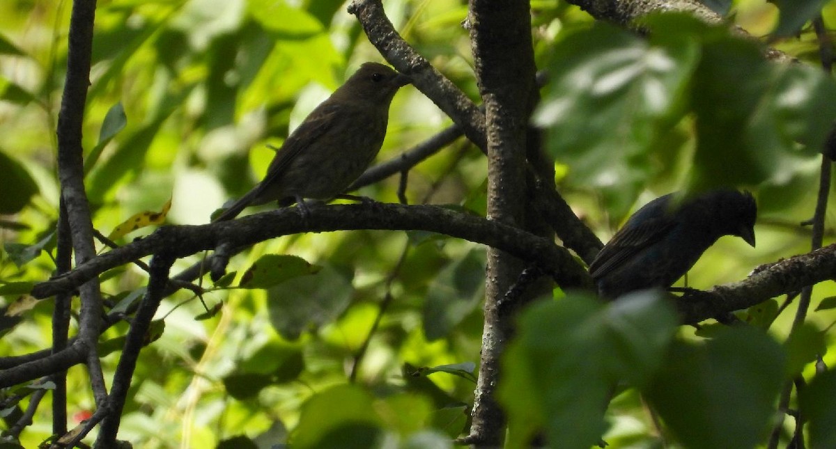 Indigo Bunting - ML639685982