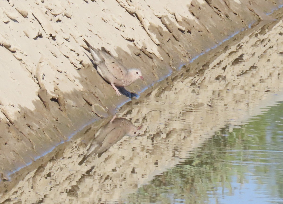 Common Ground Dove - ML639685984