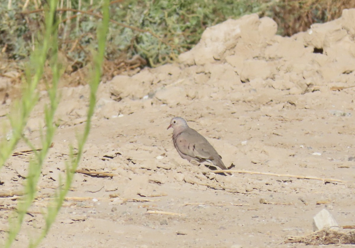 Common Ground Dove - ML639685985