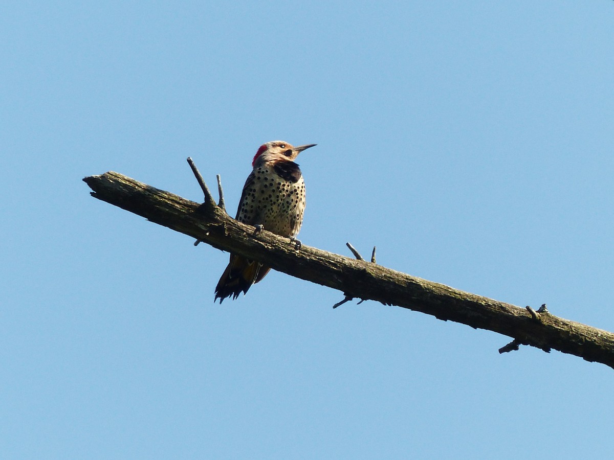 Carpintero Escapulario - ML639685990