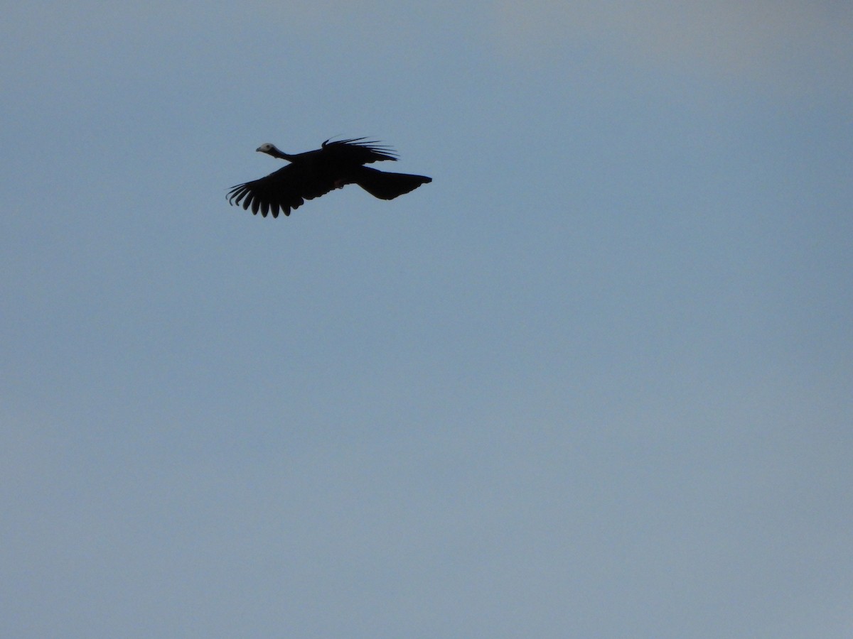 Blue-throated Piping-Guan - ML639685999