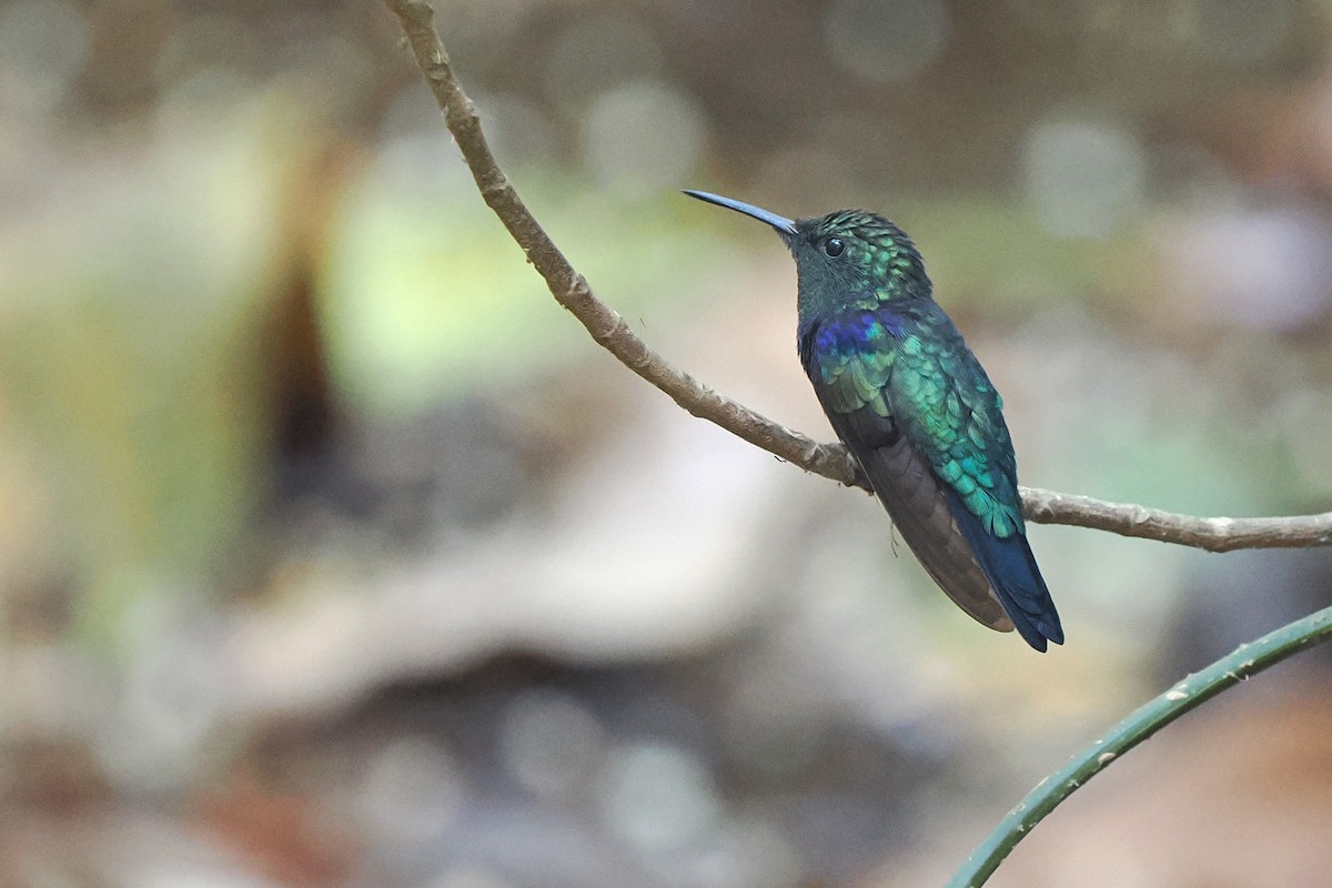 Fork-tailed Woodnymph - ML639686009