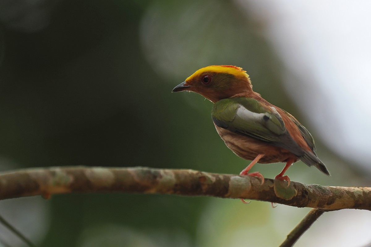 Fiery-capped Manakin - ML639686014