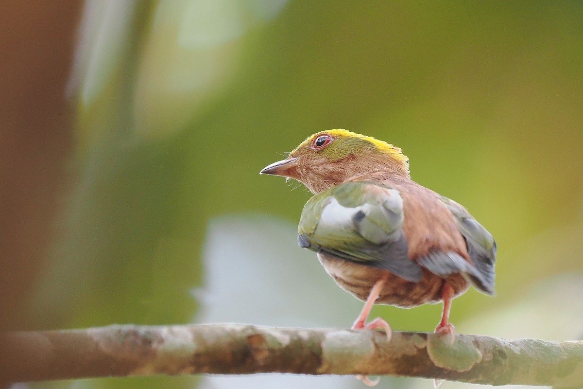 Fiery-capped Manakin - ML639686015