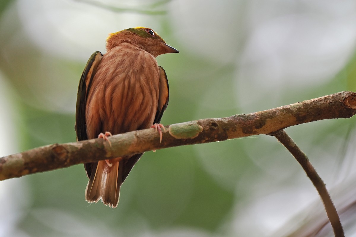 Fiery-capped Manakin - ML639686016