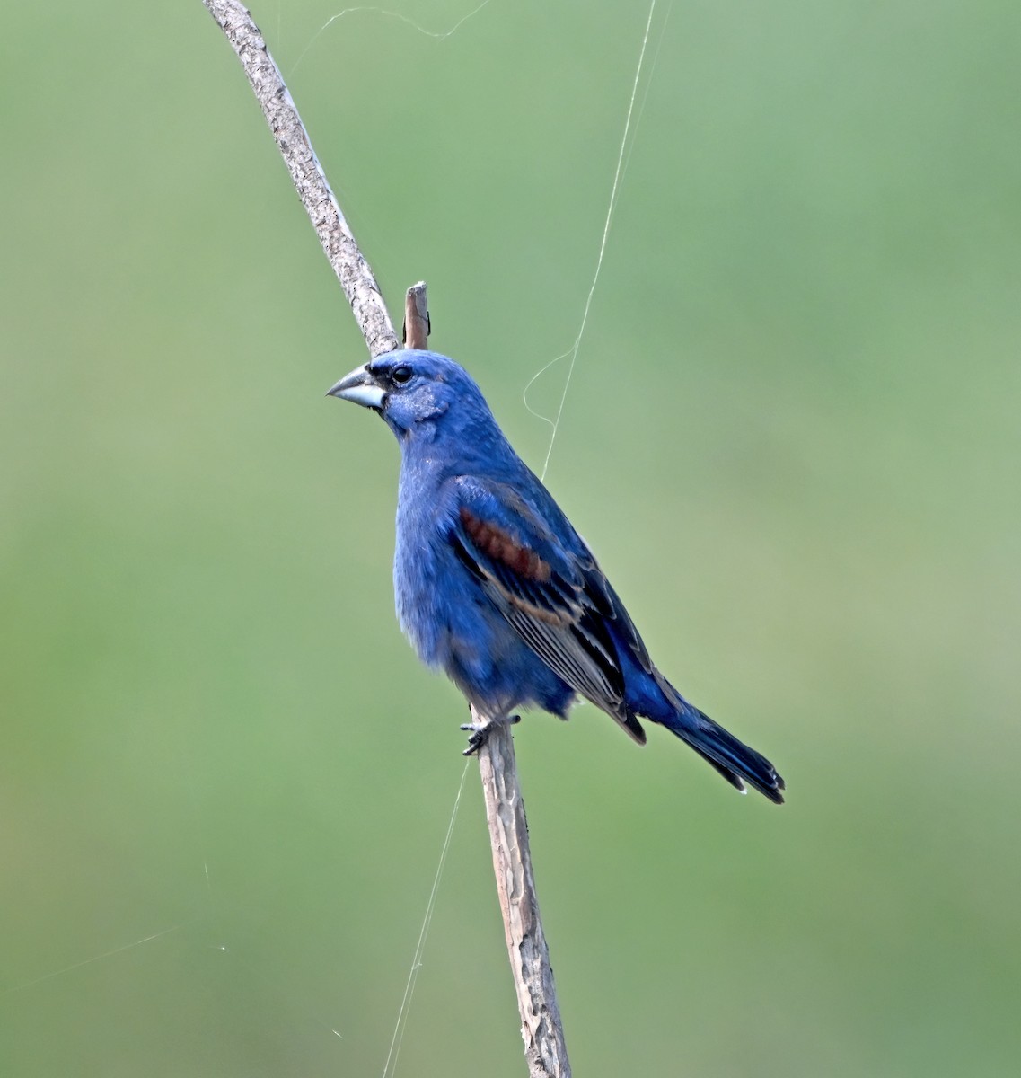 Blue Grosbeak - ML639686031