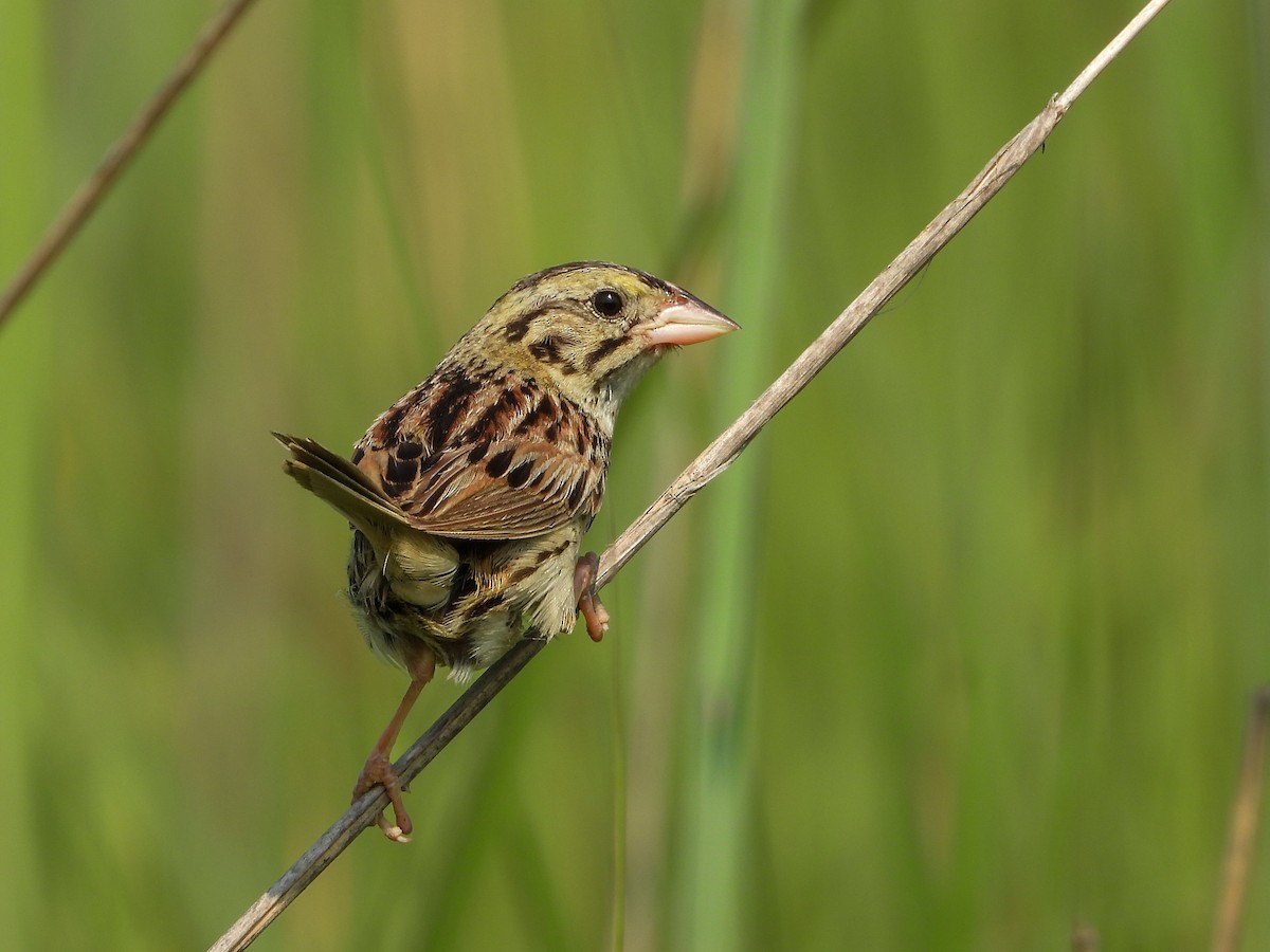 Henslow's Sparrow - ML639686061