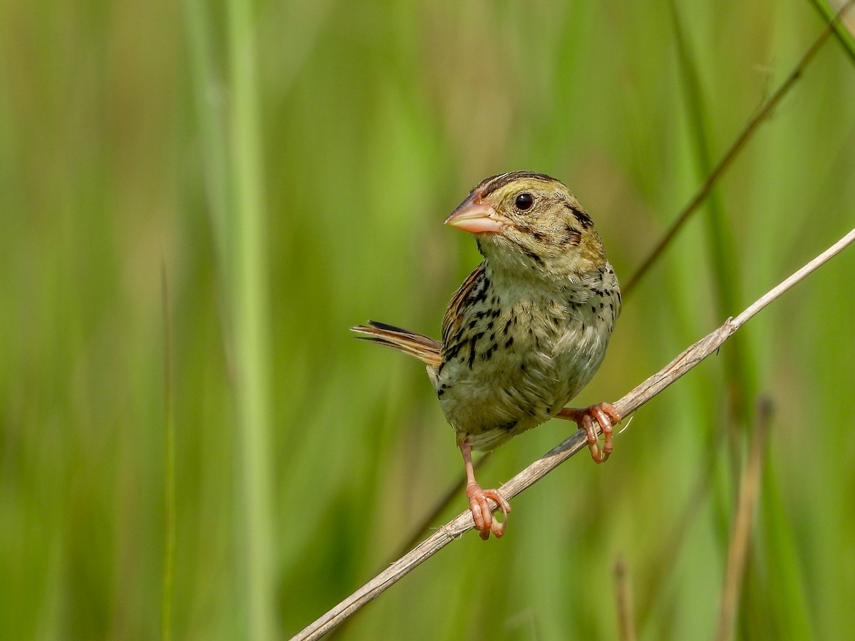 Henslow's Sparrow - ML639686062