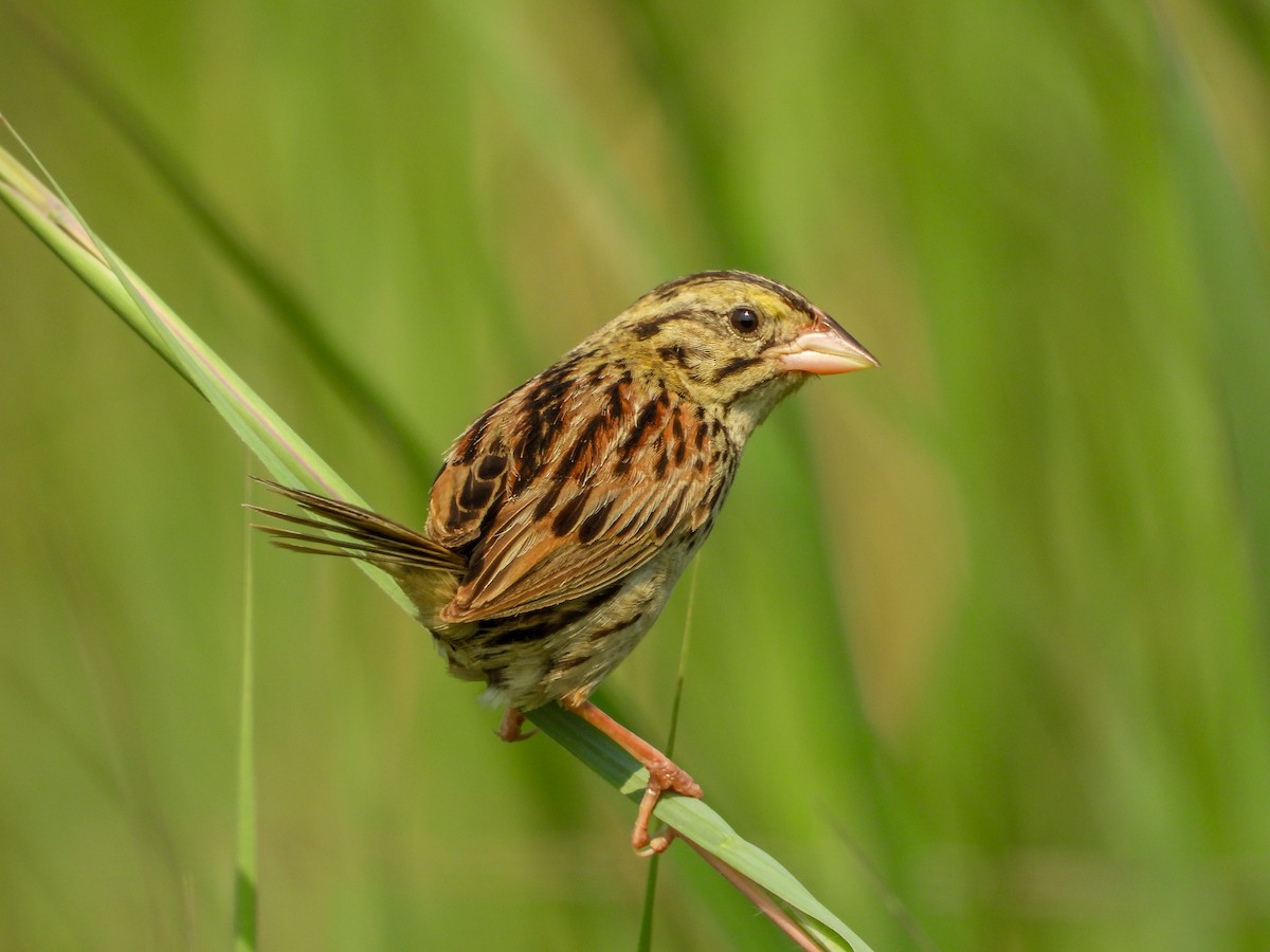 Henslow's Sparrow - ML639686063